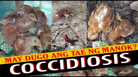 gamot sa sisiw na hindi natunawan|Mga dapat gawin kapag hindi matunawan .